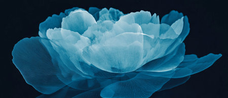 X-ray visualization of a peony bloom showcasing layered petals and intricate detailsの素材