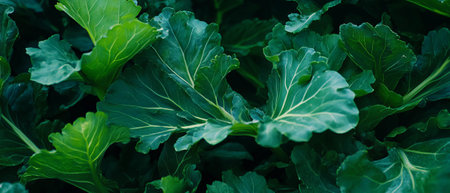 Vibrant deep green mature summer leaves showcasing robust texture and healthy growthの素材