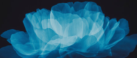 X-ray view reveals the delicate structure of a peony bloom with layered petalsの素材