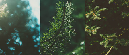 Fresh winter collage of pine branches showcasing vibrant greenery and natural beautyの写真素材