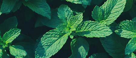 Vibrant mint leaves create an abstract green design showcasing modern simplicity