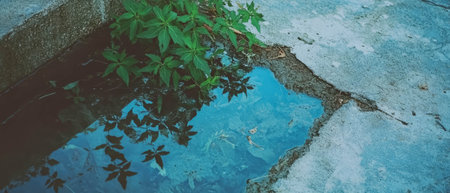 Urban nature blending with concrete in a unique double exposure effectの写真素材