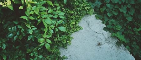Blending urban concrete with lush green leaves in a double exposure textureの写真素材