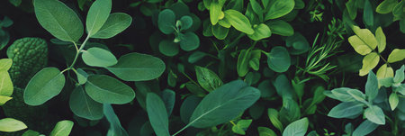 Freshly picked vibrant green herbs showcasing delicate leaves for culinary use or decorationの素材