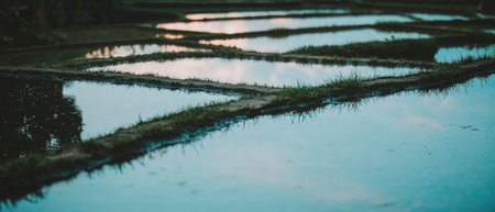 Breathtaking reflections in Chinese rice terraces with vibrant green sceneryの素材
