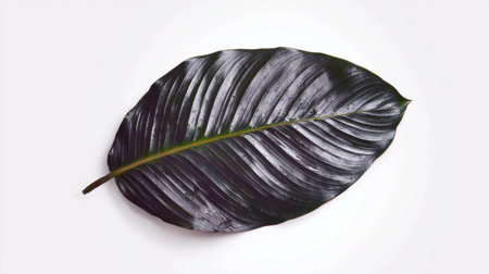 Realistic calathea leaf with intricate texture on clean white backgroundの素材