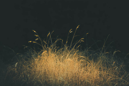 Short dry grass with yellowed tips against a black background creates an overlay textureの素材
