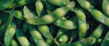 Edamame pods sprinkled with sea salt serve as a nutritious Japanese snack optionの素材