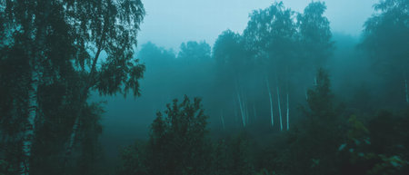 Ethereal birch forest shrouded in fog creates a serene and peaceful atmosphereの素材