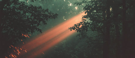 Ethereal light beams illuminating a serene forest atmosphere in soft huesの素材