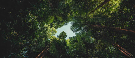 Exploring the breathtaking view of a lush tropical rainforest canopy at middayの素材