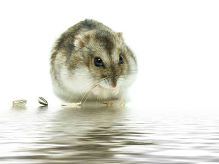 Hamster with food in front on a white background.の写真素材