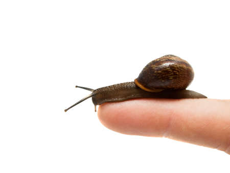 Snail on a finger on white background.の写真素材