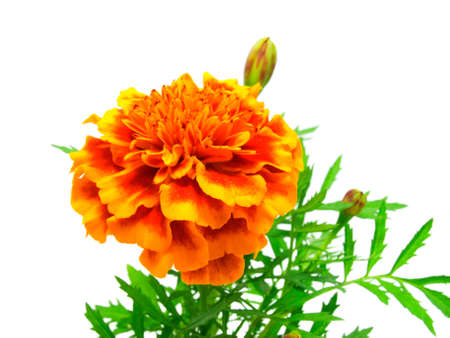 marigoldの写真素材