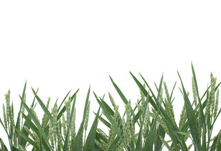 Green rye spikes on white backgroundの写真素材