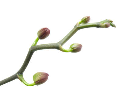 close-up of a beautiful bud orchid against white backgroundの写真素材