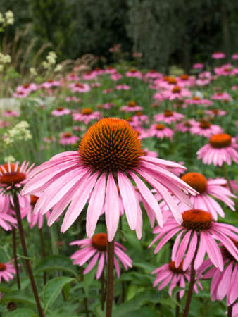 flowerの写真素材