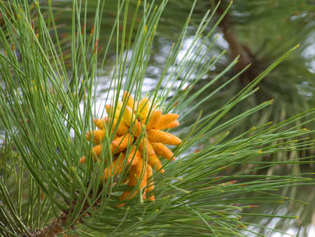 Branch of Christmas tree の写真素材