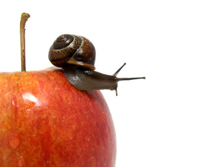 snail creep on a red apple on white background.の写真素材