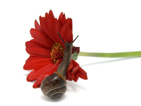 snail creep on a red flower on white background.の写真素材