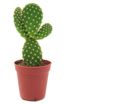  opuntia cactusの写真素材