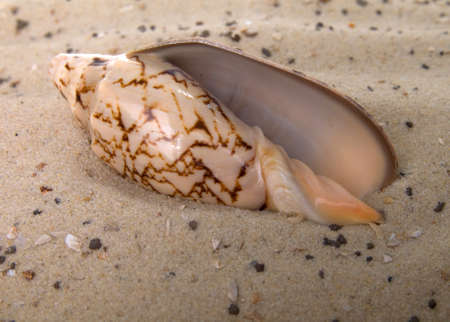 sea shell over wet sand