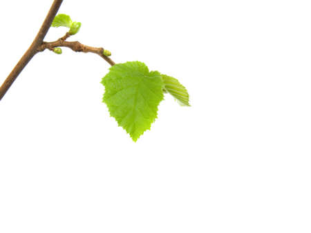 Green petal over white background.の写真素材