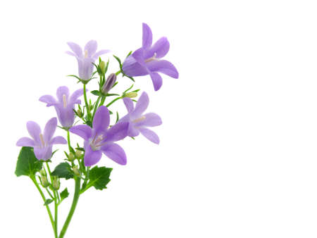 Flowerの写真素材