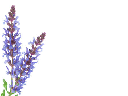 field flowerの写真素材