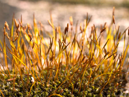 Hair cap moss-grown sunny slope in woods in the summerの写真素材