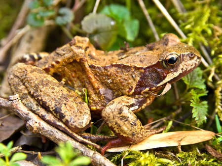 green frog on the grassの写真素材