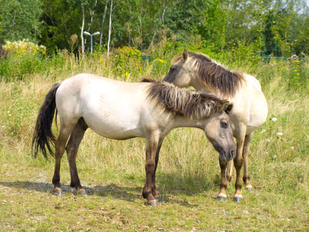 two horses