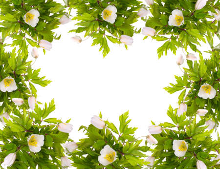 Flowers frame  の写真素材