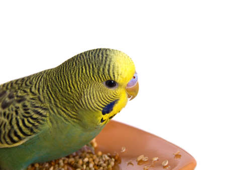budgerigar on white backgroundの写真素材