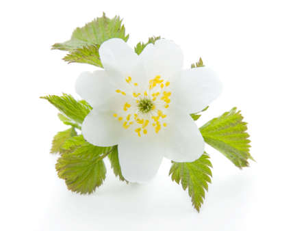 white field flowerの写真素材