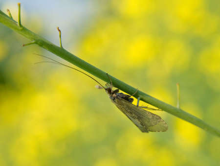 insect on stalkの写真素材