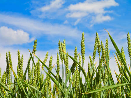 wheat harvest on blue skyの写真素材