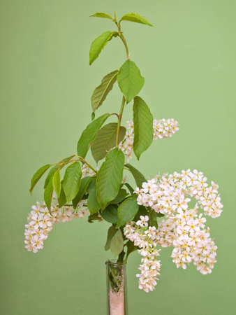 white flower on green  backgroundの写真素材