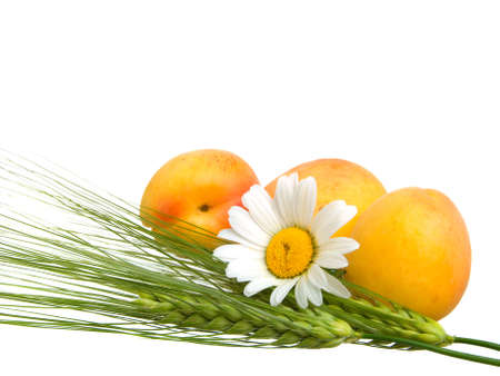 Green rye  with camomile and pile of fresh apricots isolated on whiteの写真素材