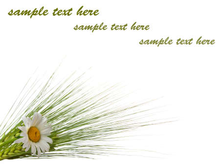 Green rye with camomile isolated on white,  with room for textの写真素材