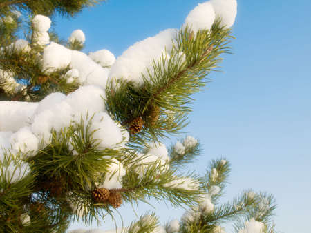 Fir tree branch covered with snow on blue skyの写真素材