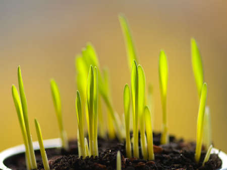 young green leaves against, macroの写真素材