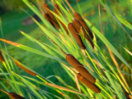  reeds background の写真素材