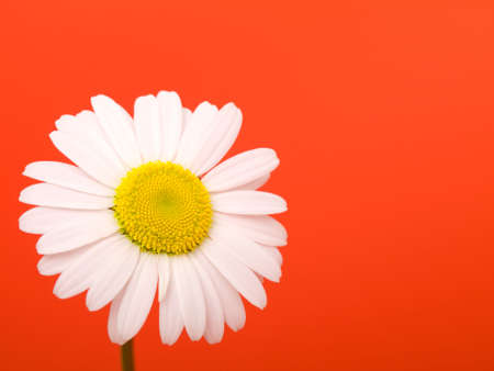 camomile on red background の写真素材