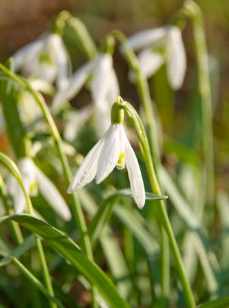 Fresh snowdrop flowers の写真素材