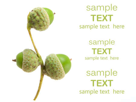  young acorns on white background. with room for text  の写真素材