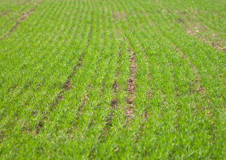 Winter wheat on a spring field 