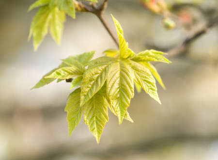 maple tree branch with spring buds and young leaves, macroの写真素材