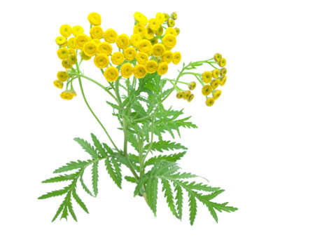 flowers of tansy isolated on a white background.  Tanacétumの写真素材