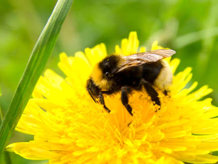 flowering dandelion, macro の写真素材